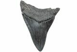 Serrated, Fossil Megalodon Tooth - South Carolina #234512-1